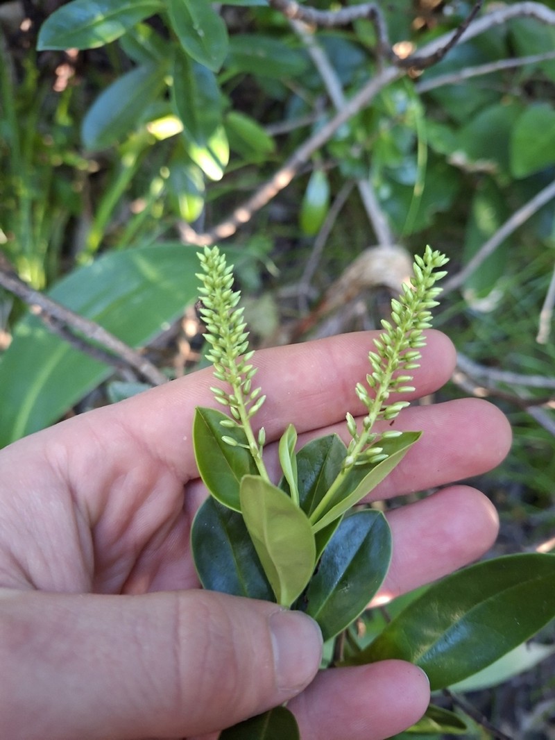Veronica bollonsii photo 5