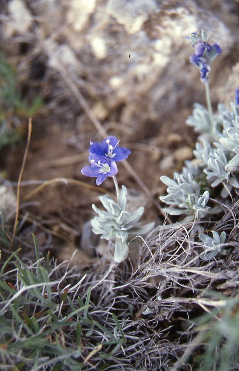 Veronica bombycina photo 2