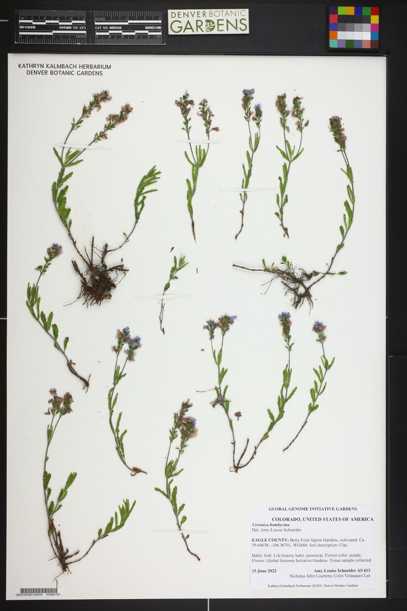 Veronica bombycina photo 4