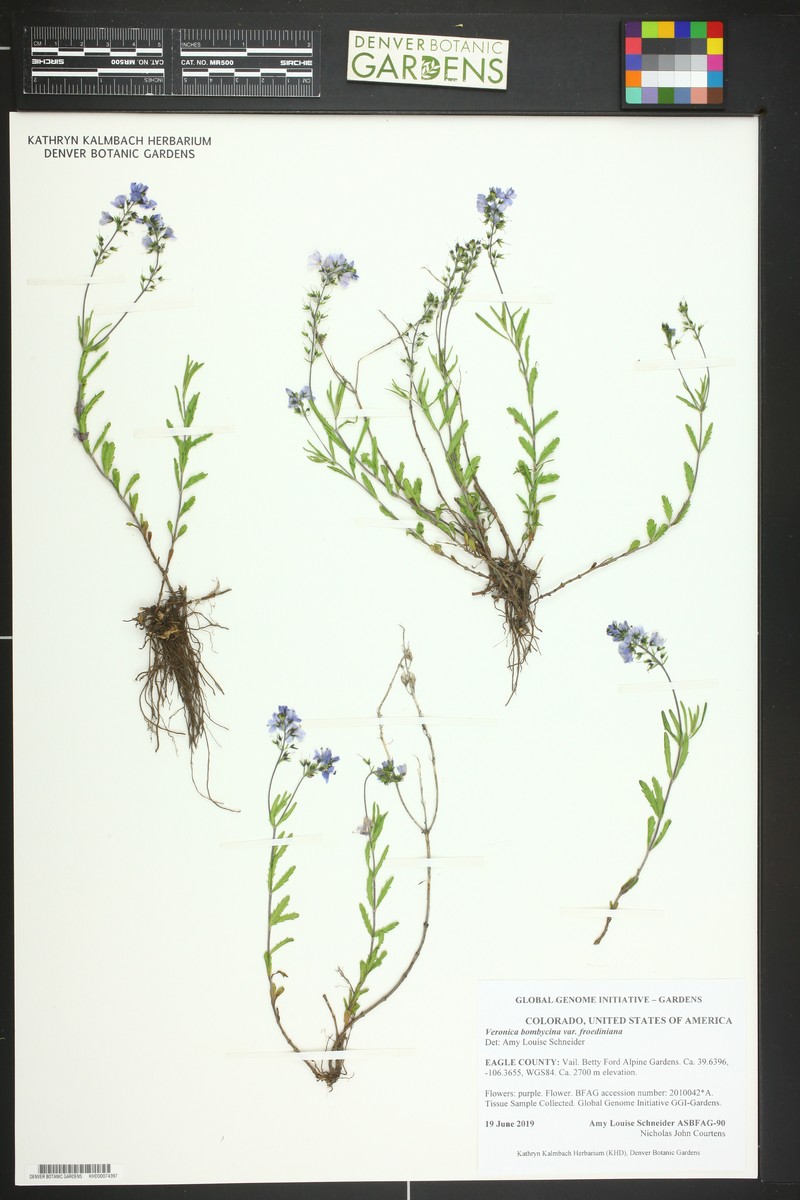 Veronica bombycina photo 5