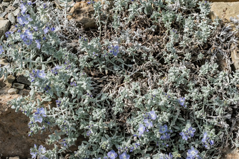 Veronica bombycina