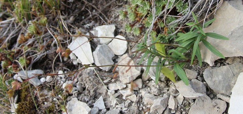 Veronica borisovae