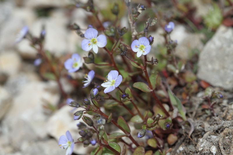 Veronica bozakmanii