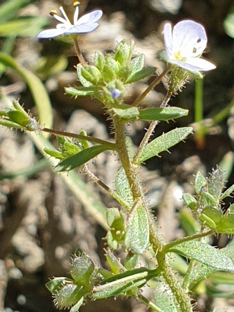 Veronica bozakmanii photo 4