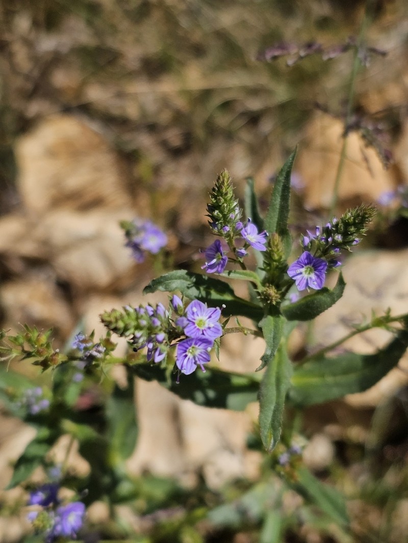 Veronica bozakmanii photo 7