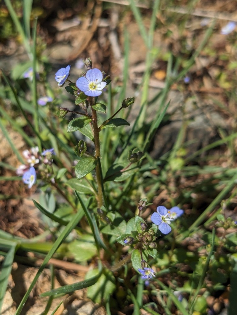 Veronica bozakmanii photo 8
