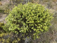 Veronica brachysiphon