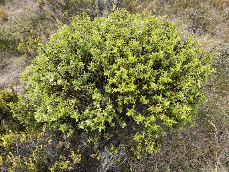 Veronica brachysiphon