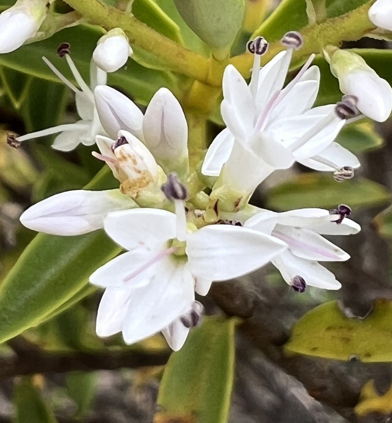 Veronica brachysiphon photo 2