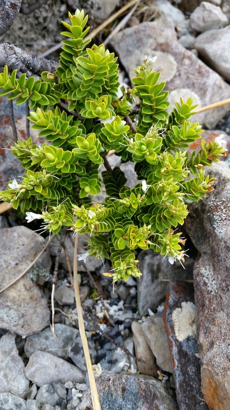 Veronica brachysiphon photo 3