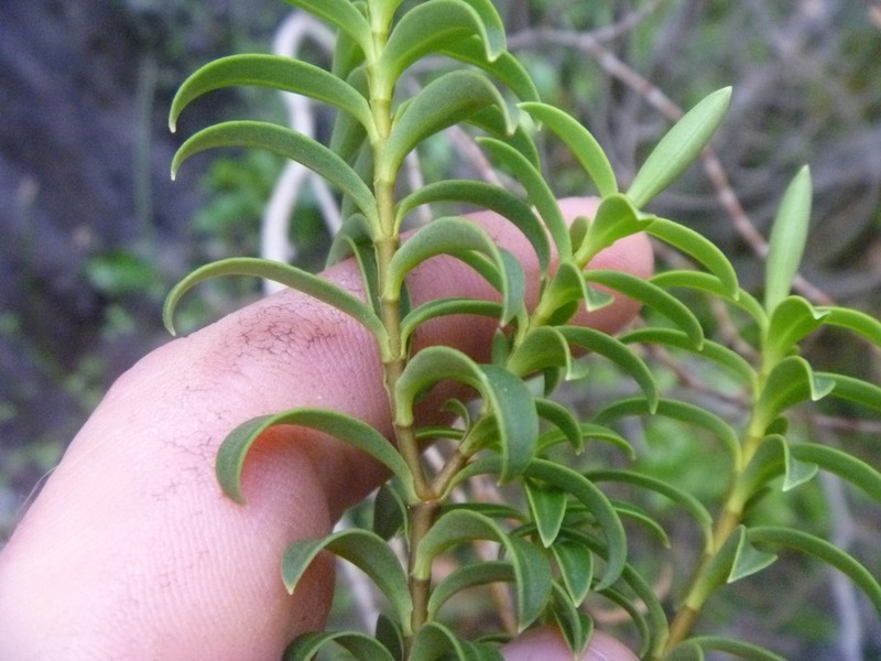 Veronica brachysiphon photo 4