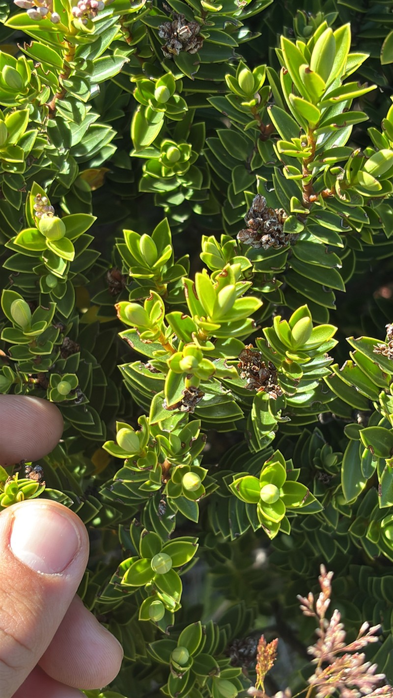 Veronica brachysiphon photo 5