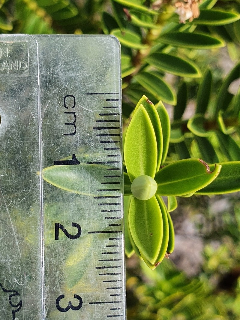 Veronica brachysiphon photo 6