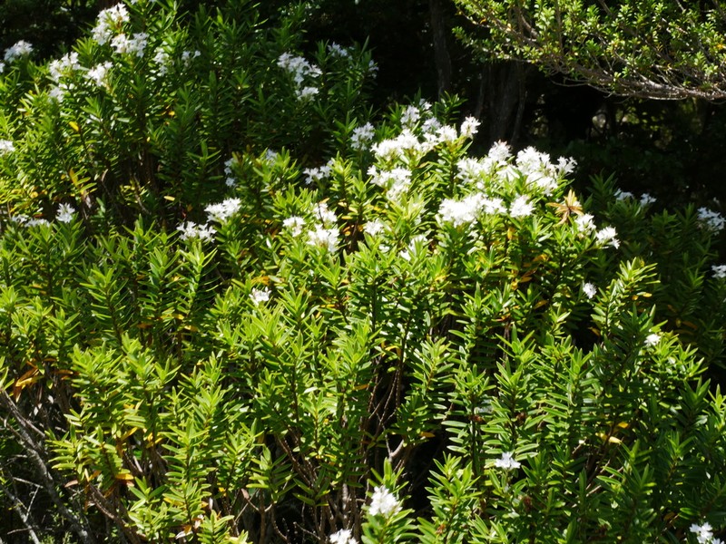 Veronica brachysiphon photo 7