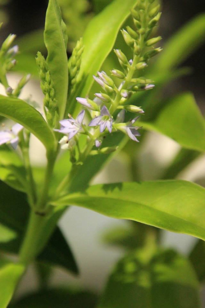 Veronica breviracemosa photo 3