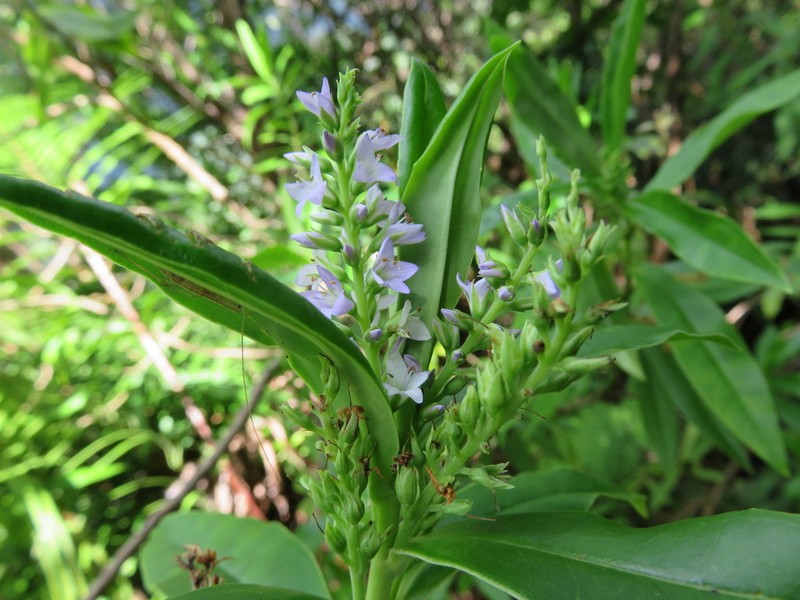 Veronica breviracemosa photo 4