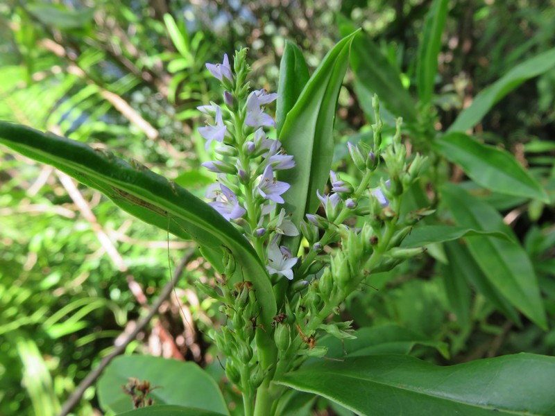 Veronica breviracemosa photo 5