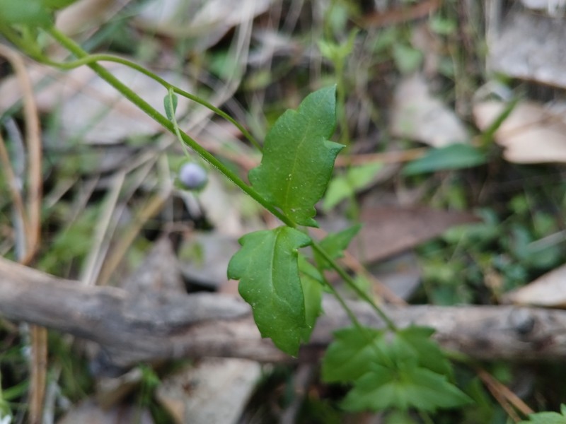 Veronica brownii