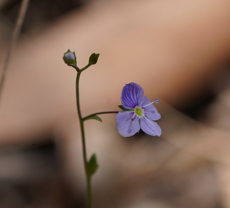 Veronica brownii photo 2