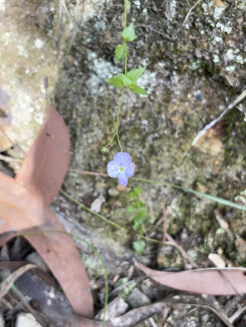Veronica brownii photo 3