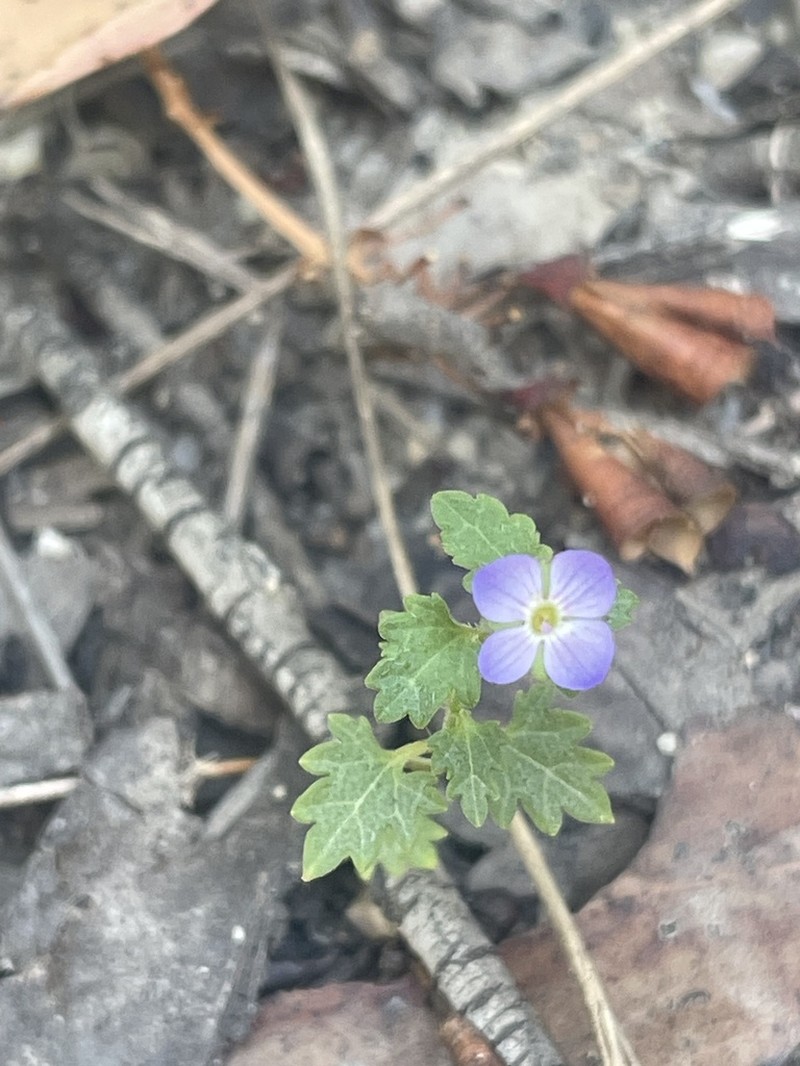 Veronica brownii photo 4
