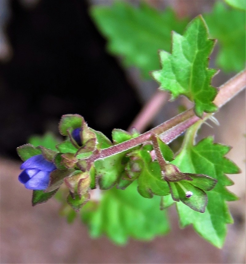 Veronica brownii photo 5