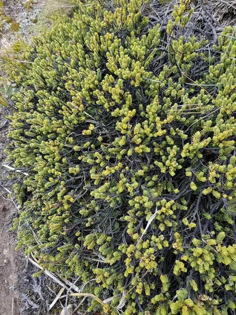Veronica buchananii photo 2