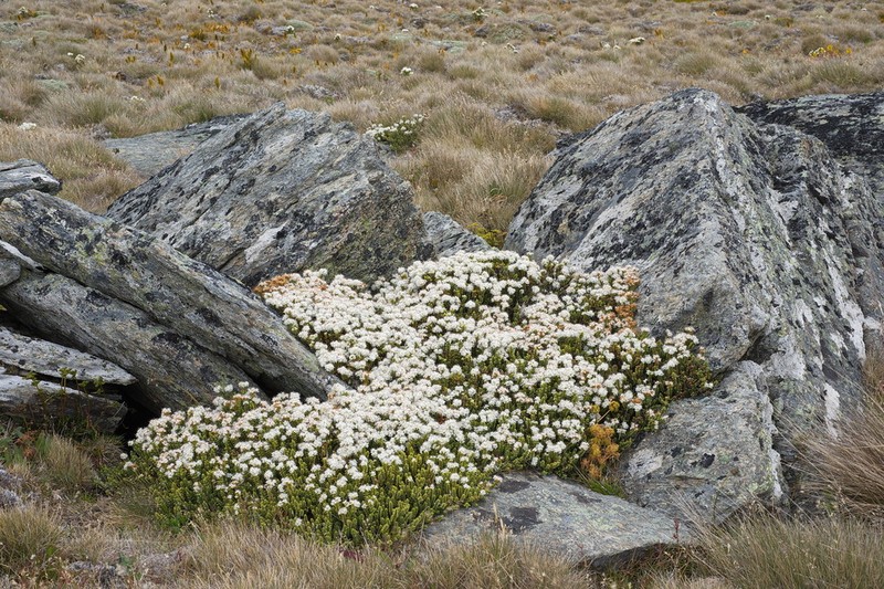 Veronica buchananii photo 3
