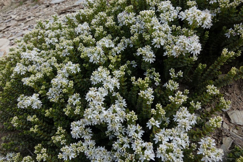 Veronica buchananii photo 4