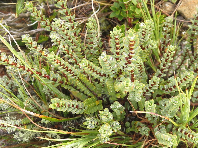 Veronica buchananii photo 7