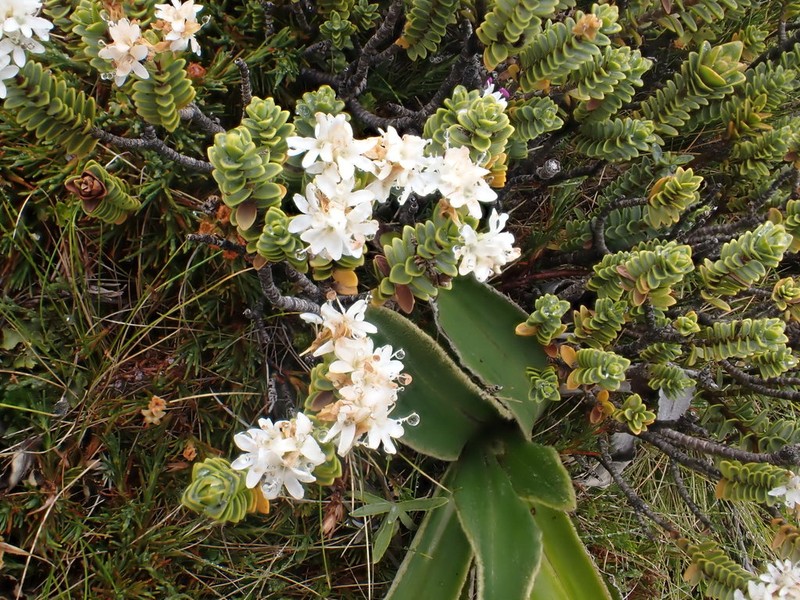 Veronica buchananii photo 8