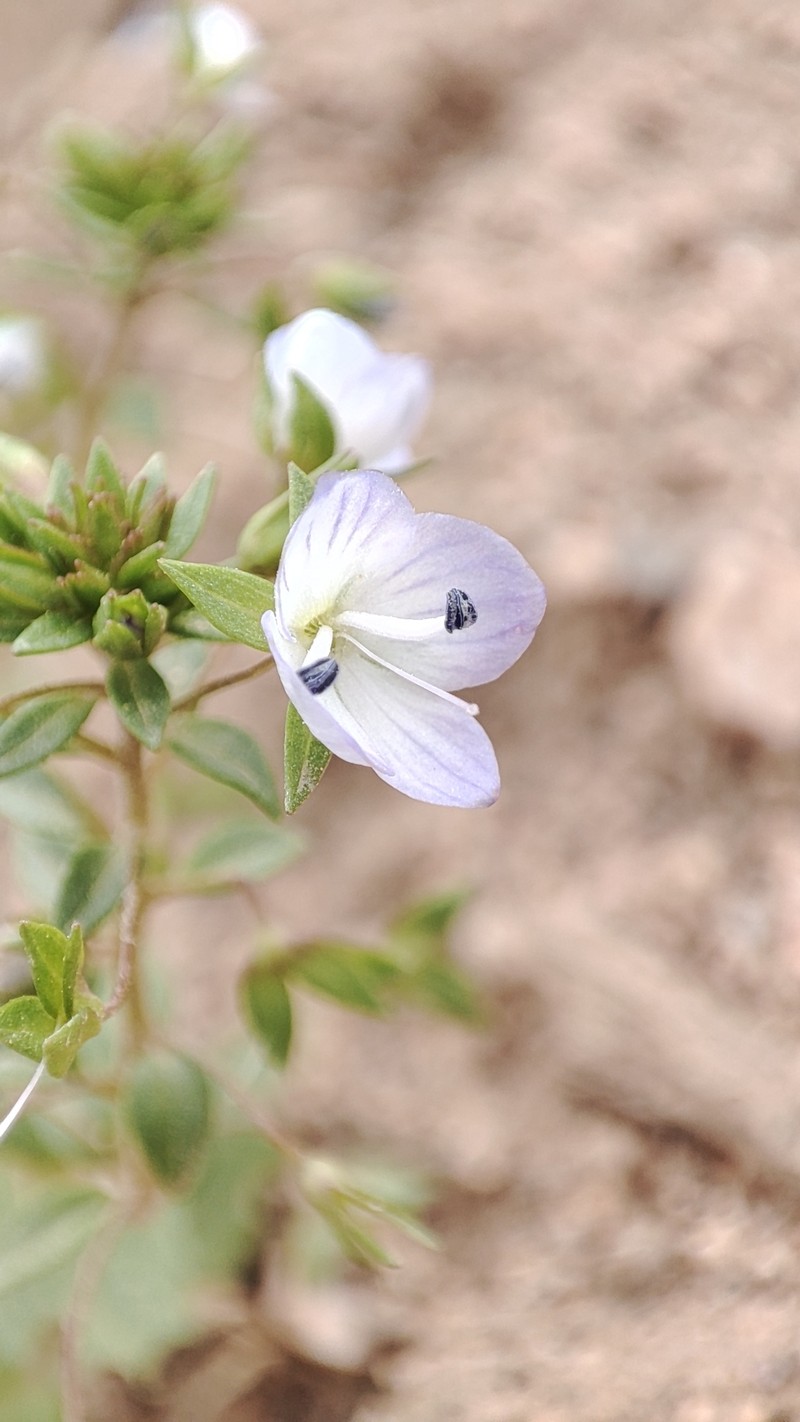Veronica bucharica photo 2