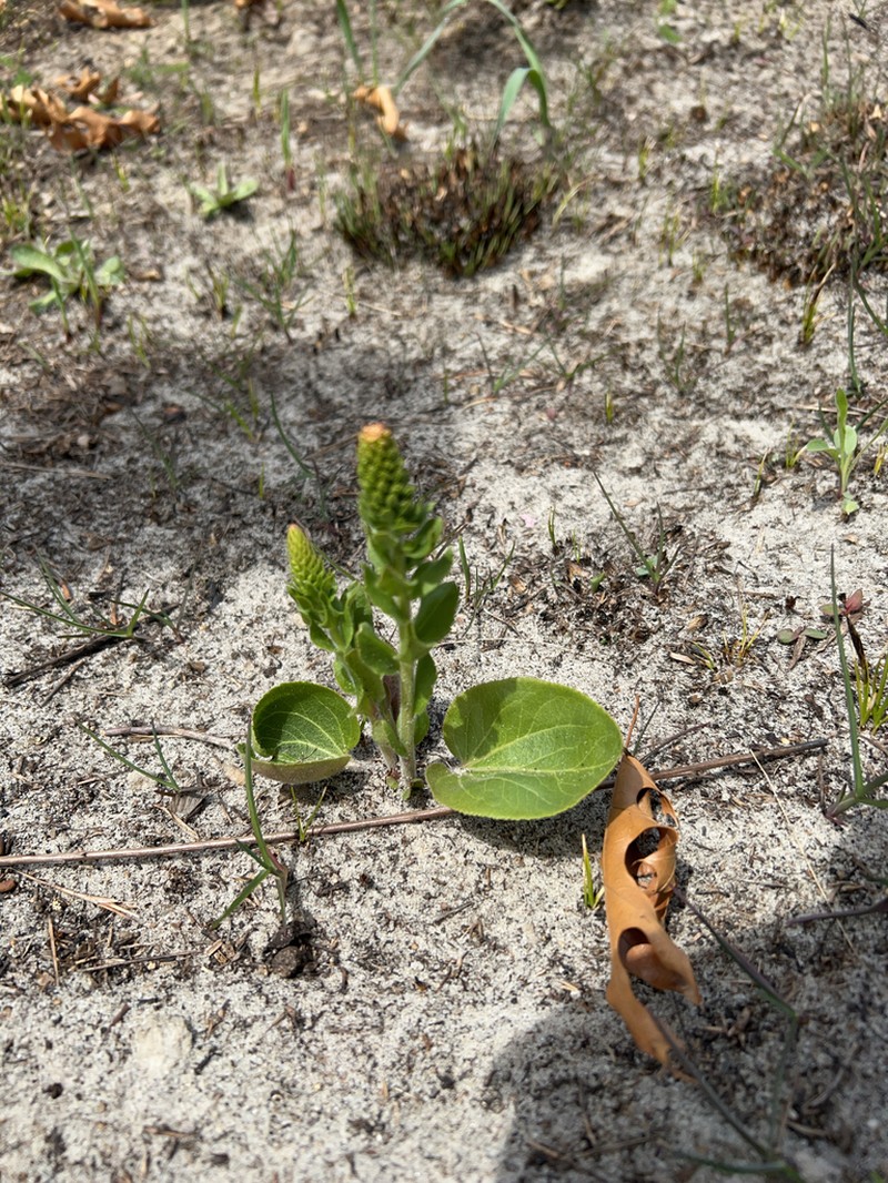 Bull's Coraldrops photo 3