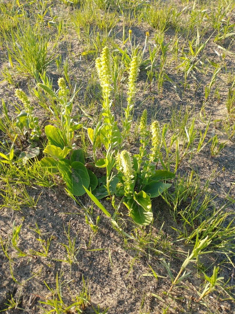 Bull's Coraldrops photo 4