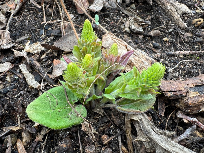 Bull's Coraldrops photo 5
