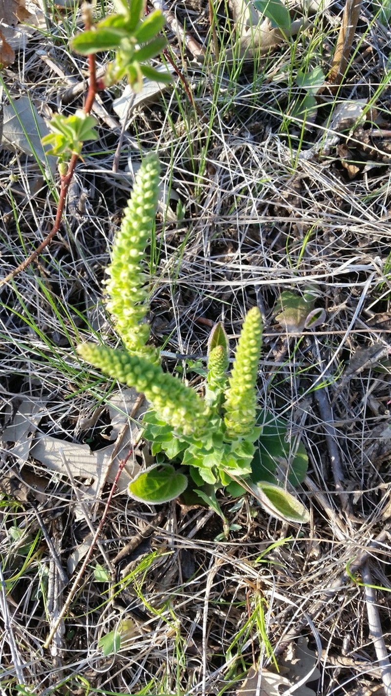 Bull's Coraldrops photo 6