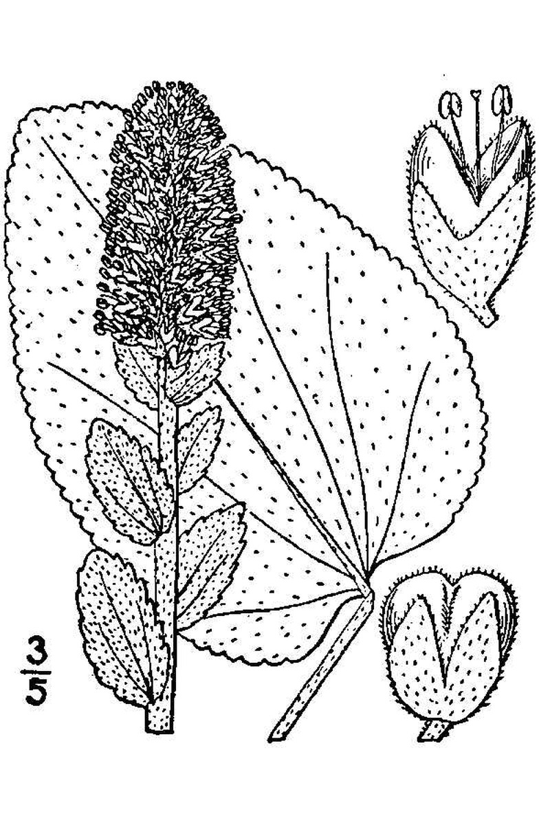 Bull's Coraldrops