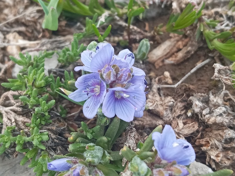 Veronica caespitosa photo 2