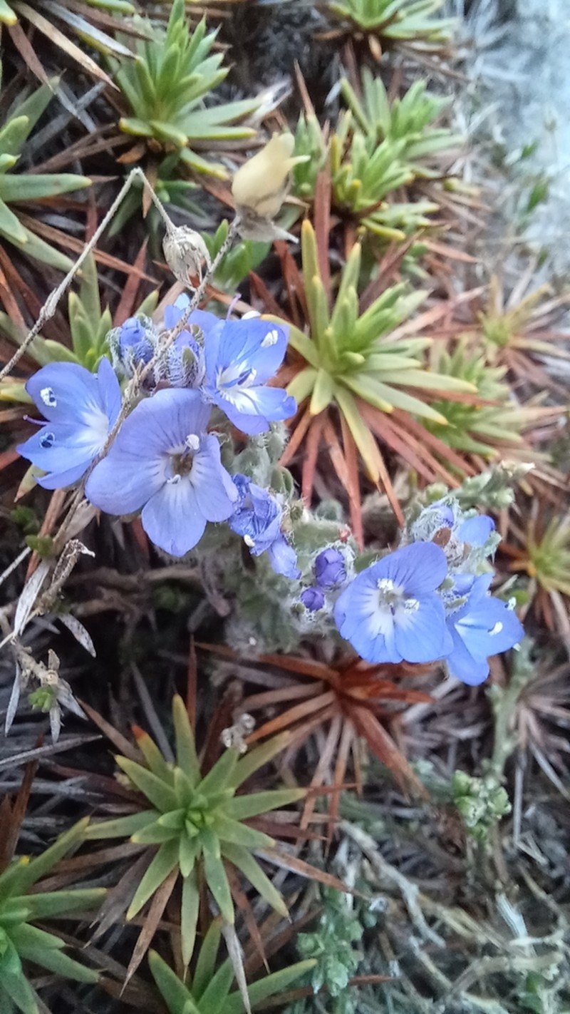 Veronica caespitosa photo 3