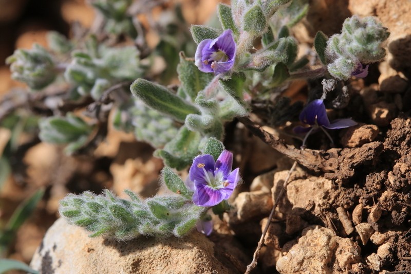 Veronica caespitosa photo 5