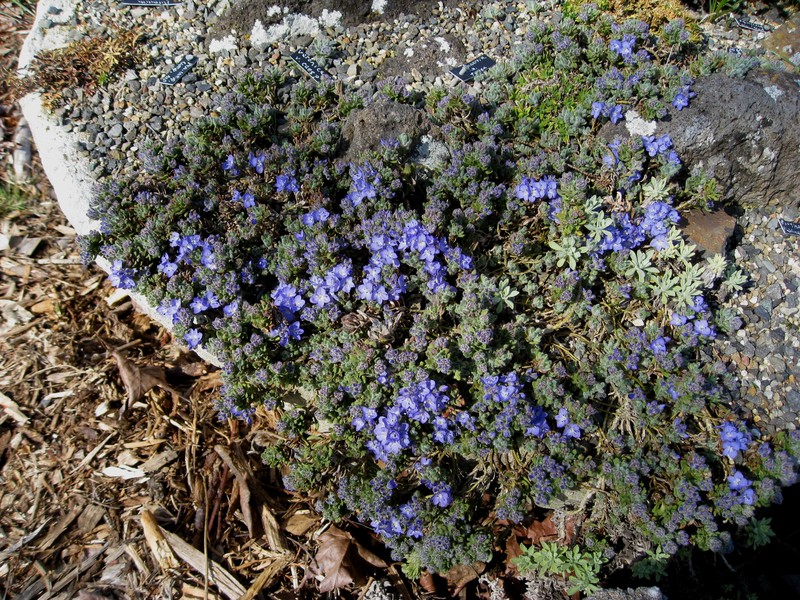 Veronica caespitosa