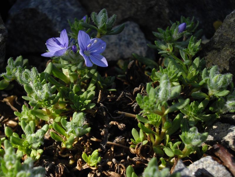 Veronica caespitosa photo 7