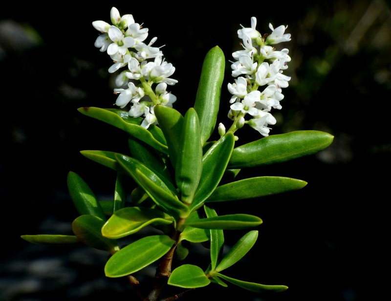 Veronica calcicola