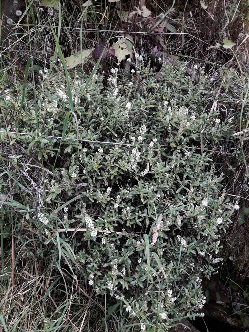Veronica calcicola photo 4