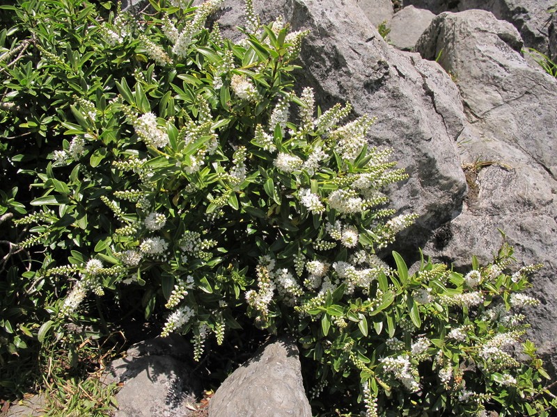 Veronica calcicola photo 5