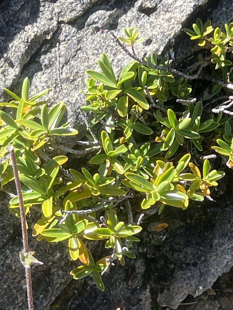 Veronica calcicola photo 8