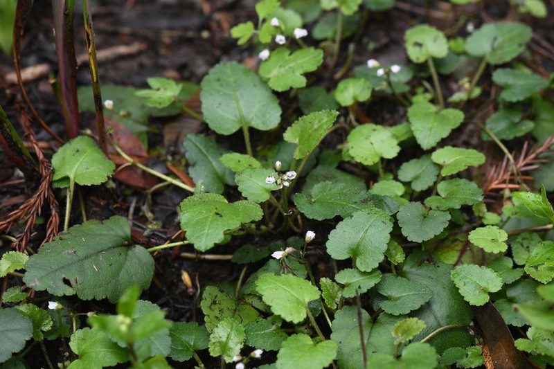 Veronica californica