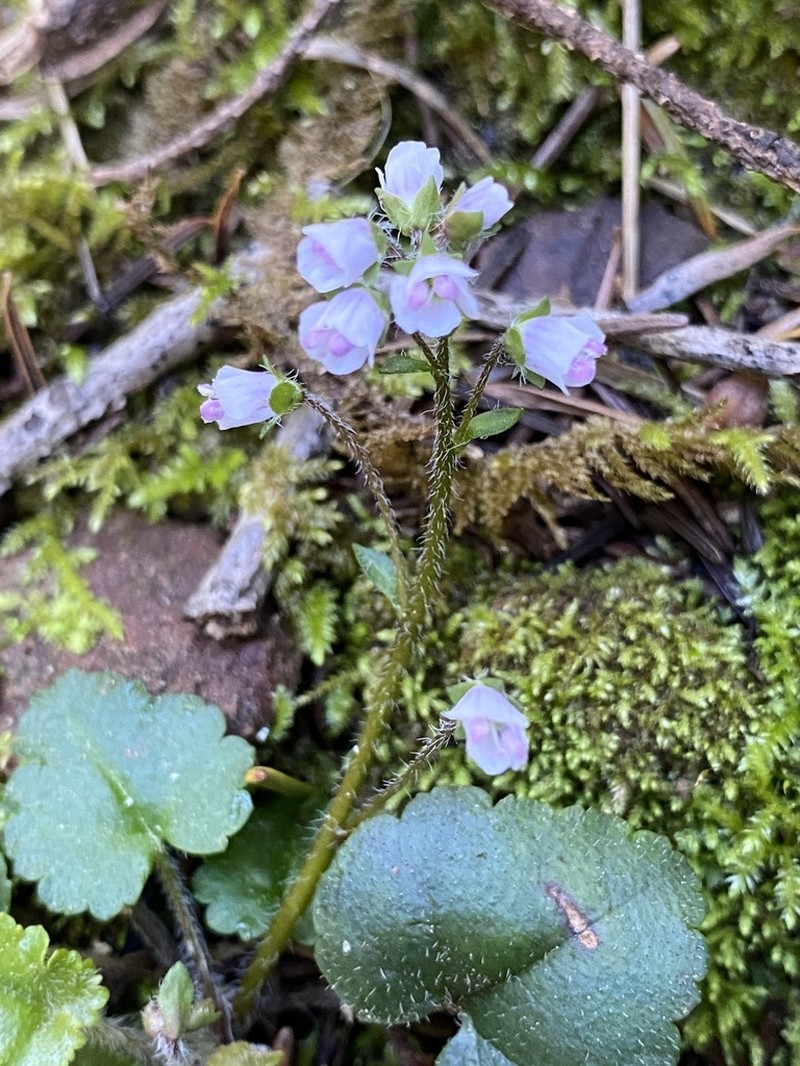 Veronica californica photo 2