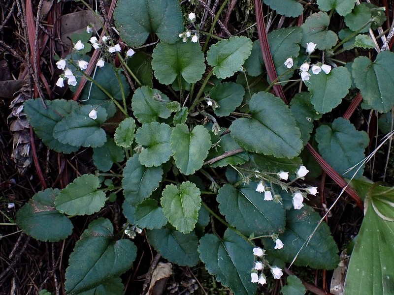 Veronica californica photo 3