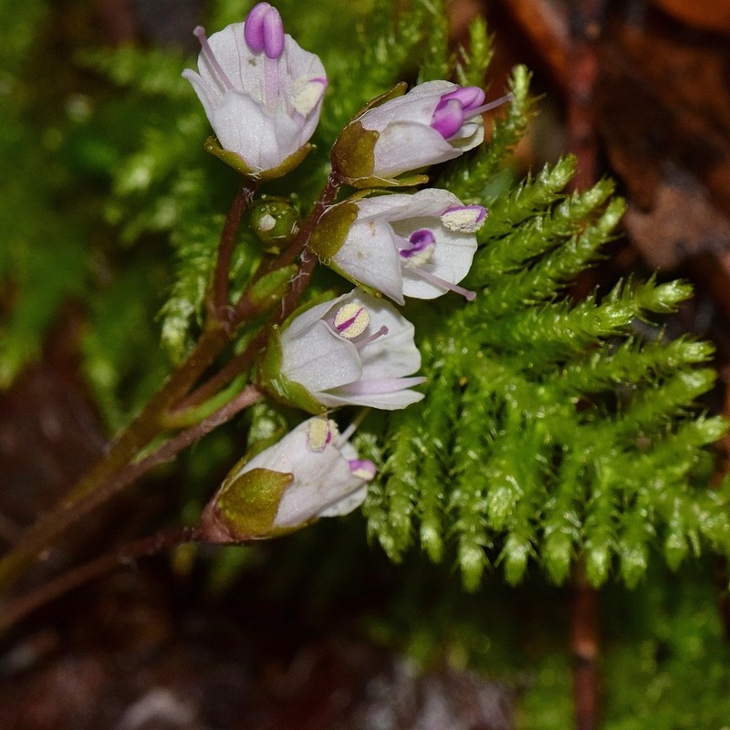 Veronica californica photo 4